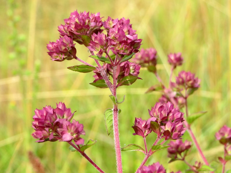 20140629Origanum_vulgare