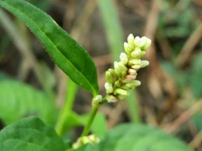 20140629Persicaria_lapathifolia