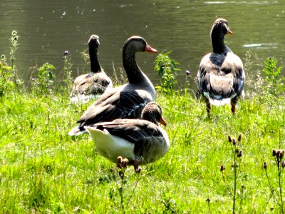 20140626_Ganzen_Natuurpark_Lelystad