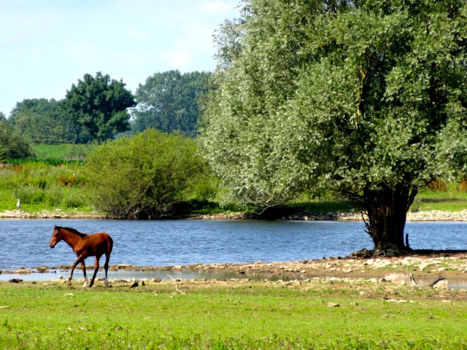20140723_Buitenwaarden3_ten_noorden_van_Wijhe