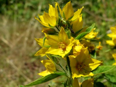 20140622Lysimachia_vulgaris3