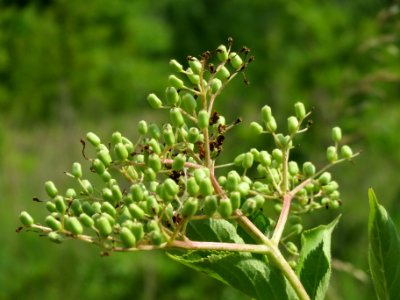 20140612Sambucus_nigra
