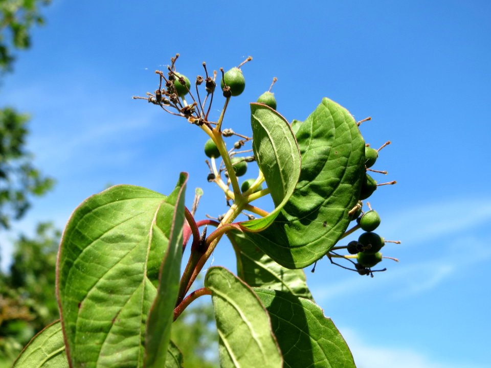 20140613Cornus_sanguinea1