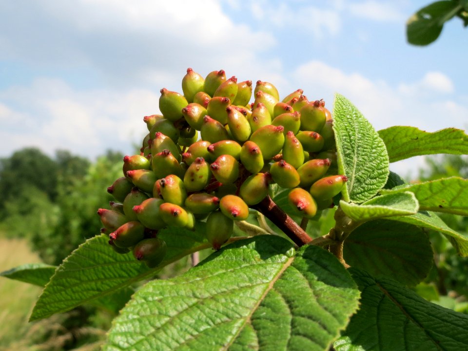 20140612Viburnum_lantana