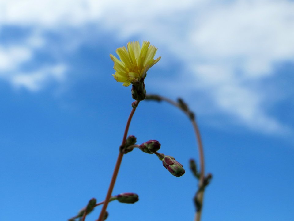 20140629Lactuca_serriola