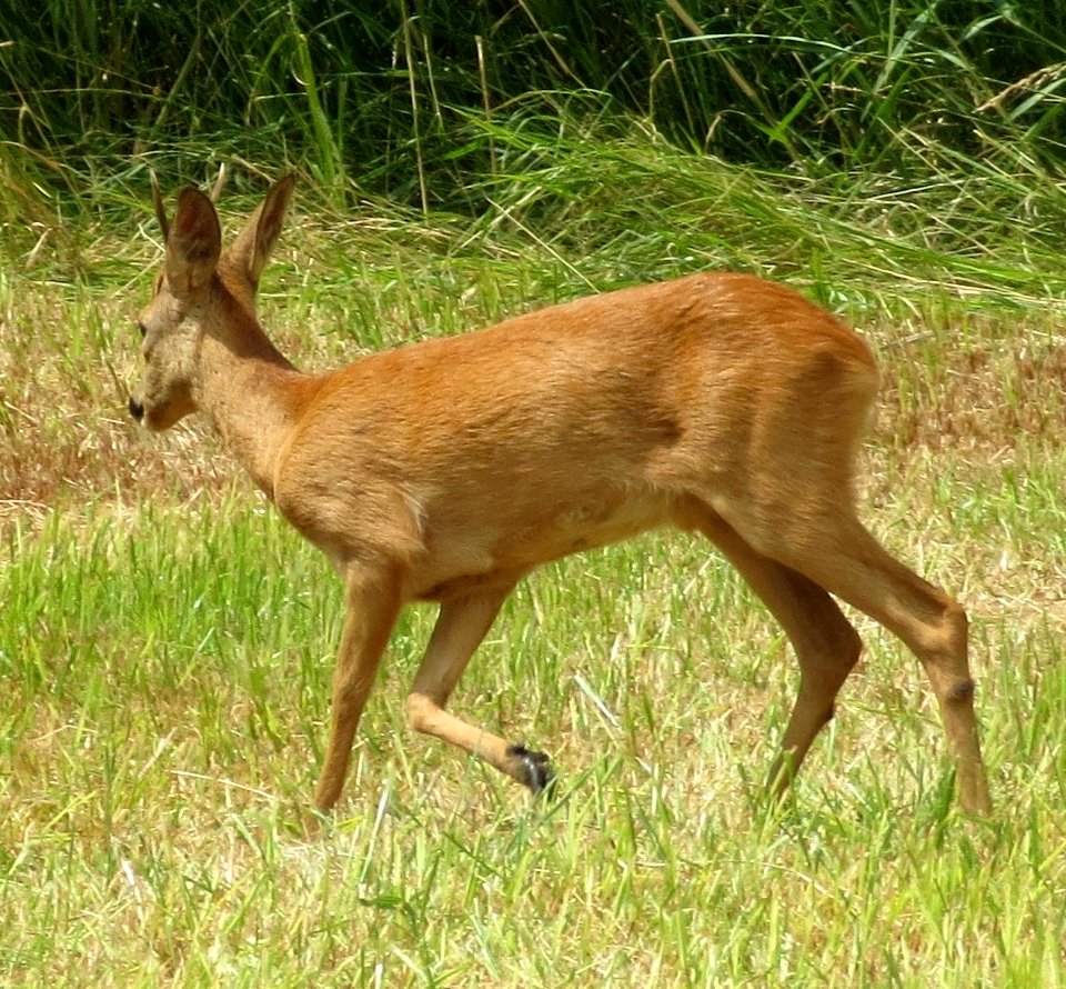 20140612Capreolus_capreolus2