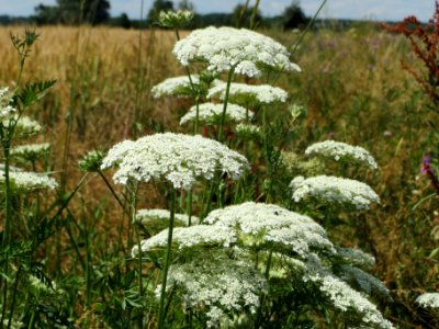 20140626Daucus_carota2 photo