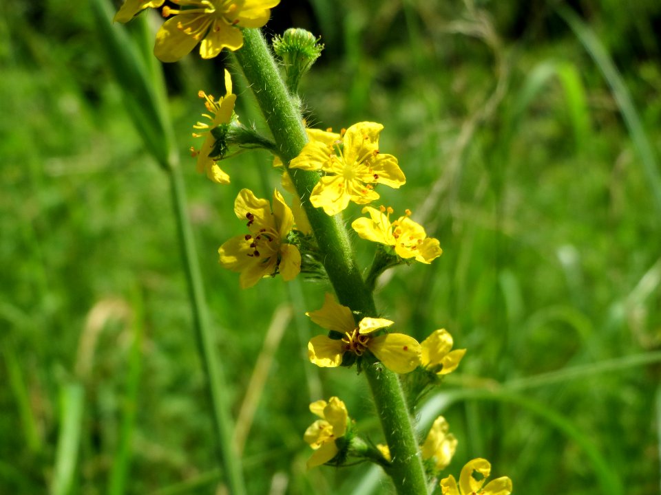 20140619Agrimonia_eupatoria3