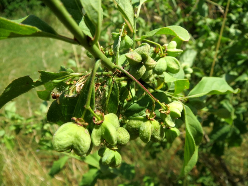 20140613Euonymus_europaeus