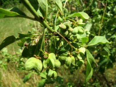 20140613Euonymus_europaeus