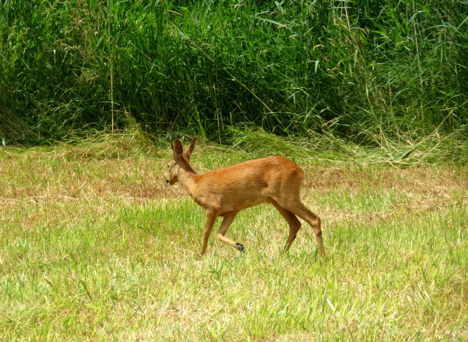 20140612Capreolus_capreolus1