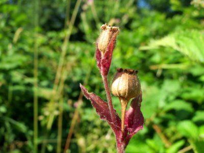 20140618Silene_dioica1