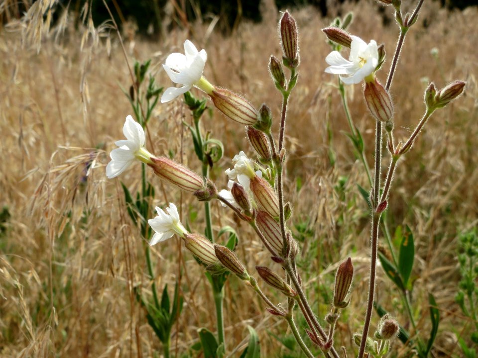 20140616Silene_latifolia