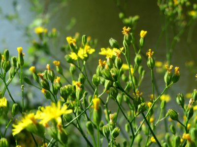 20140618Lapsana_communis1