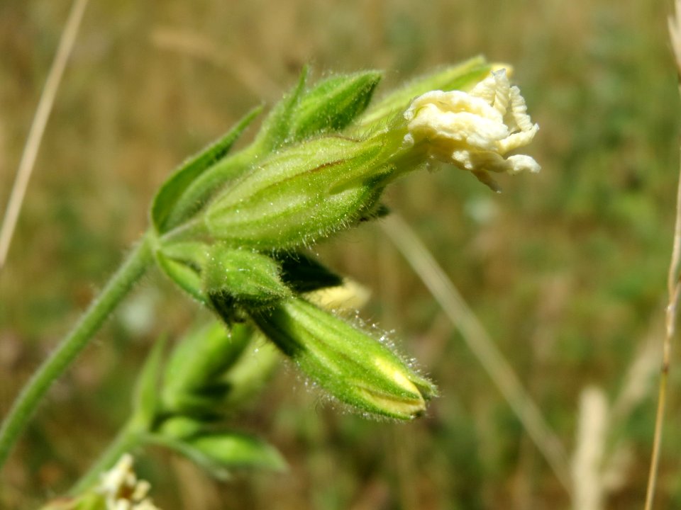 20140613Silene_latifolia