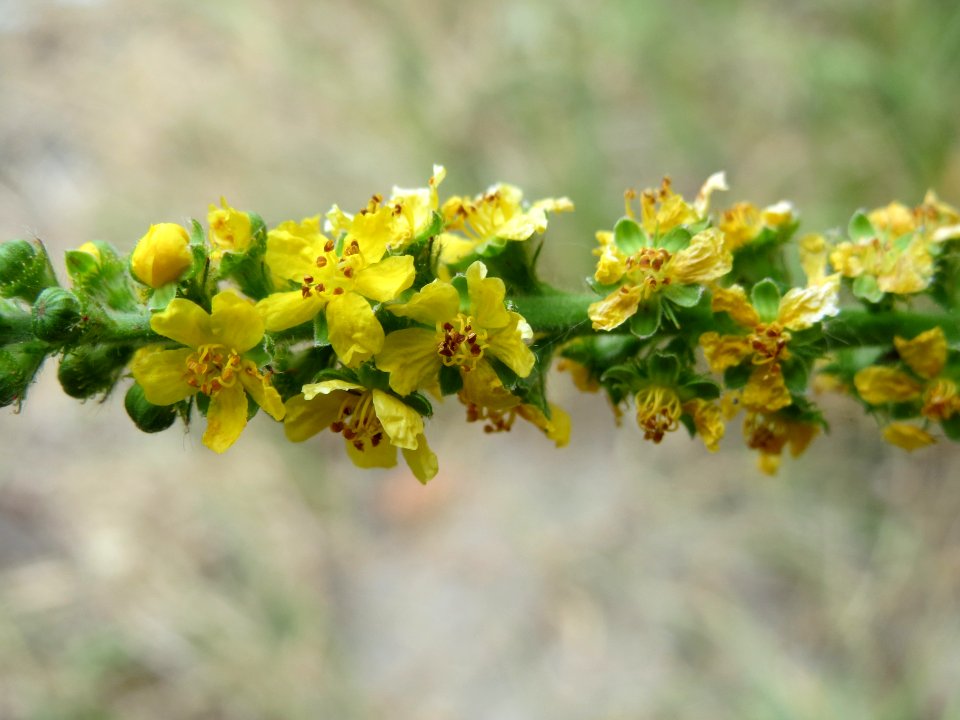 20140627Agrimonia_eupatoria2