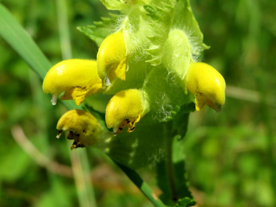 20140619Rhinanthus_alectorolophus