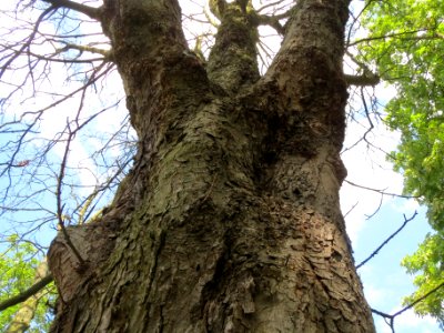 20140614Aesculus_hippocastanum3 photo