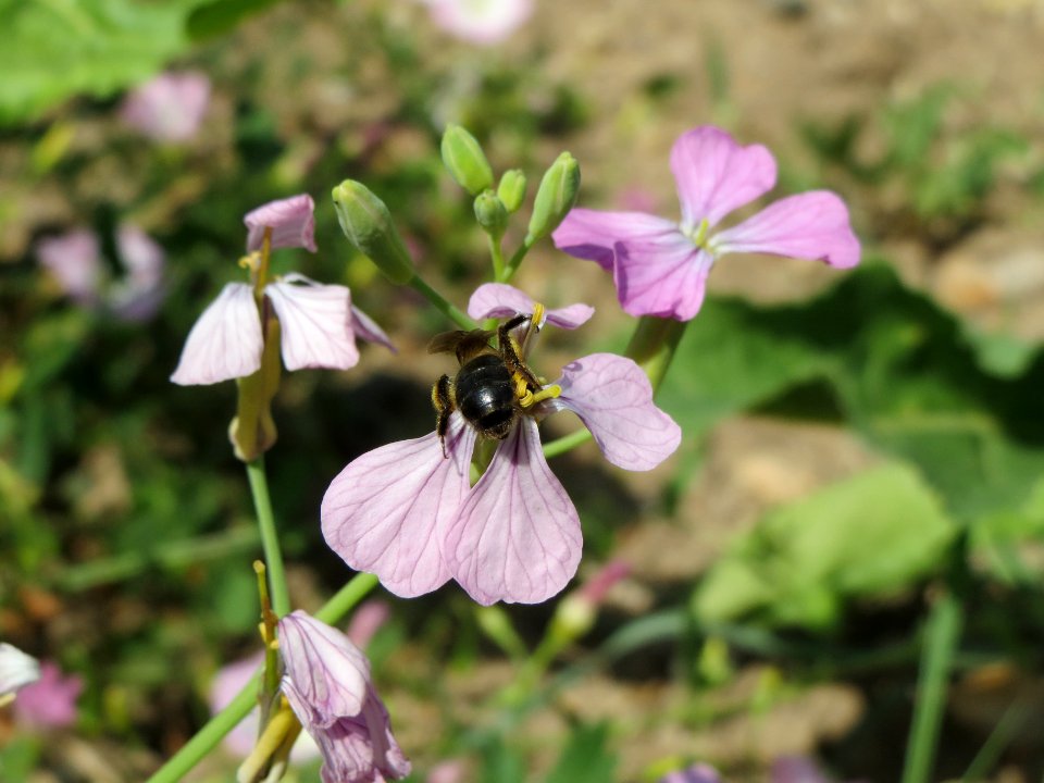 20140626Raphanus_sativus3