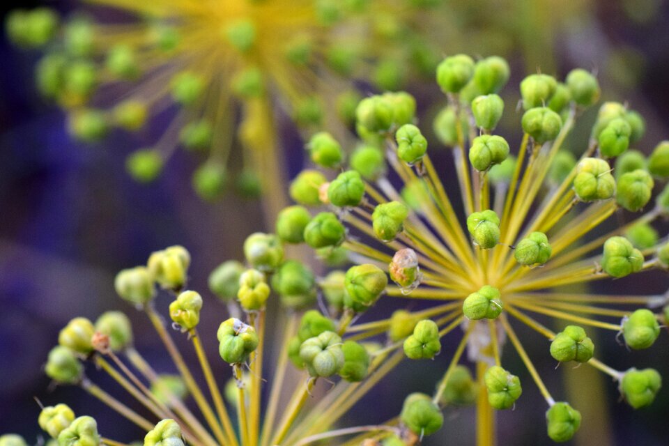 Plant leek greenhouse garden