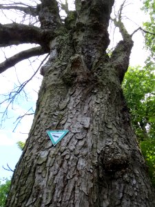 20140614Aesculus_hippocastanum2