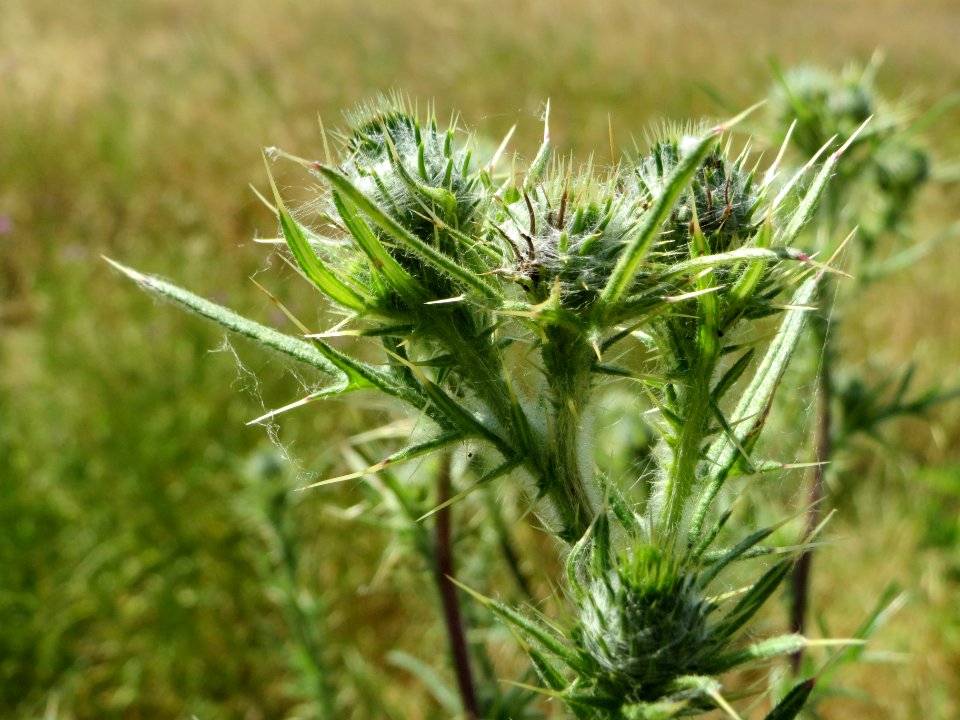20140626Cirsium_vulgare