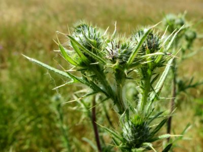 20140626Cirsium_vulgare