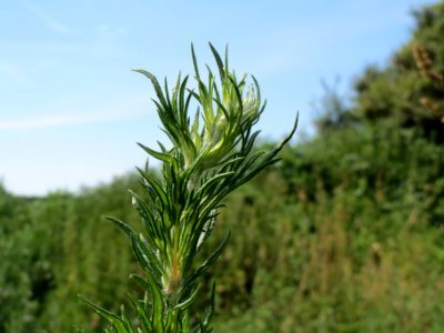 20140613Artemisia_vulgaris