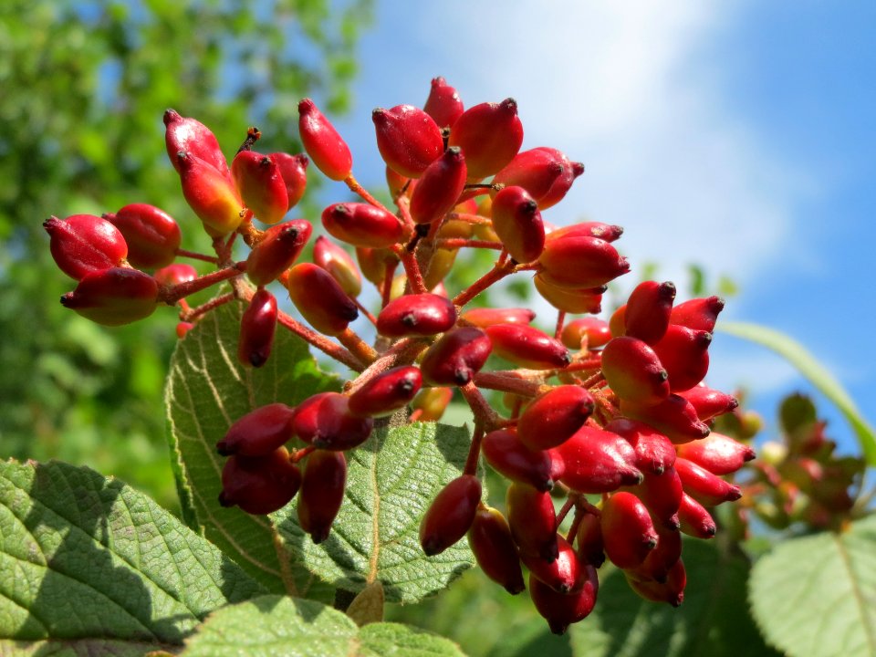 20140613Viburnum_lantana