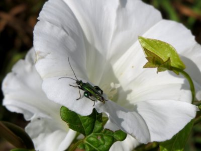 20140613Calystegia_sepium2 photo