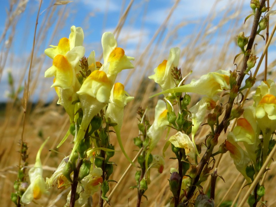 20140629Linaria_vulgaris