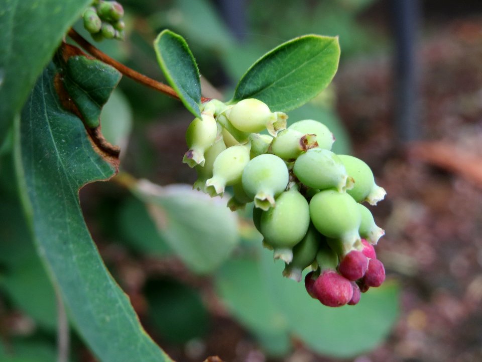 20140627Symphoricarpos_albus3