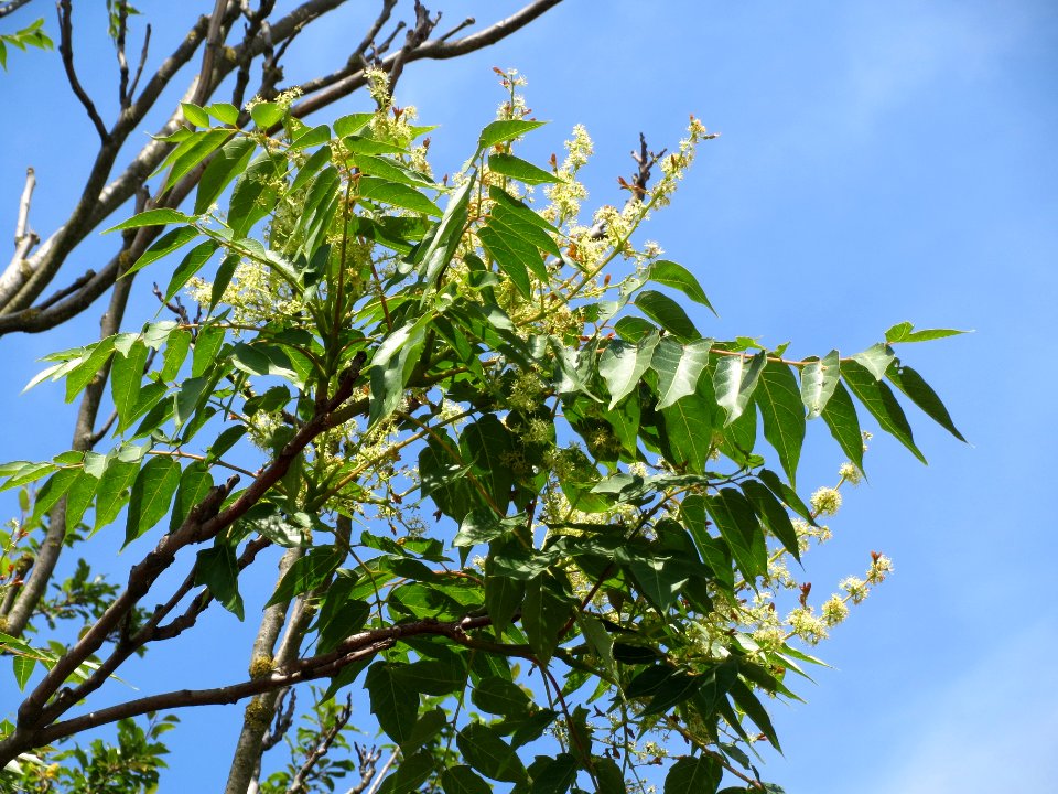 20140613Ailanthus_altissima