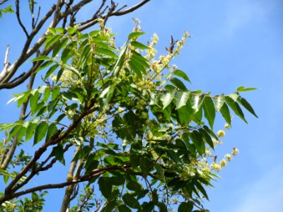 20140613Ailanthus_altissima