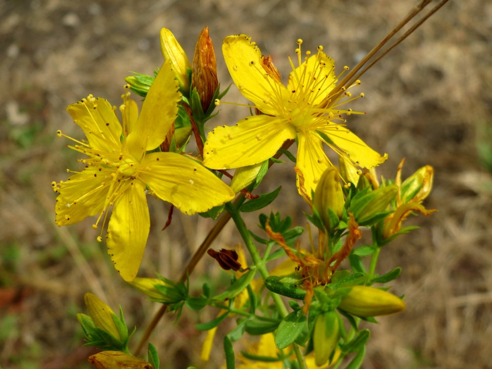 20140629Hypericum_perforatum