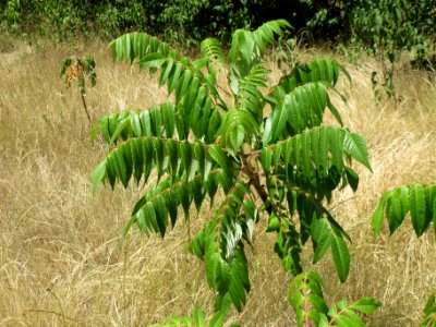 20140613Rhus_typhina