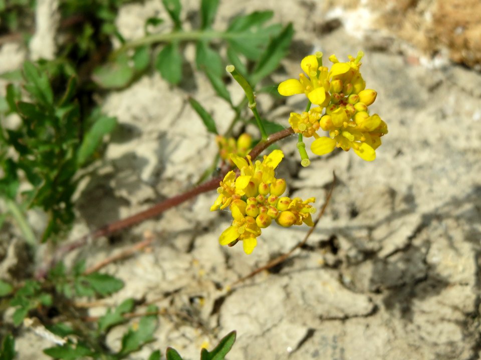 20140627Rorippa_sylvestris5