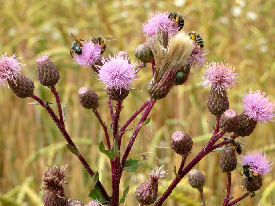 20140629Cirsium_arvense