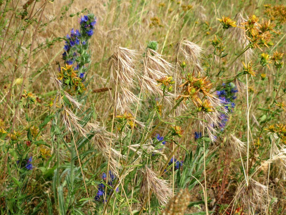 20140616Bromus_tectorum8