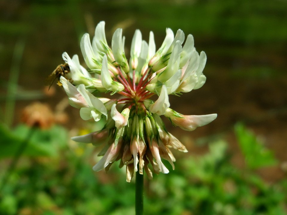20140627Trifolium_repens2
