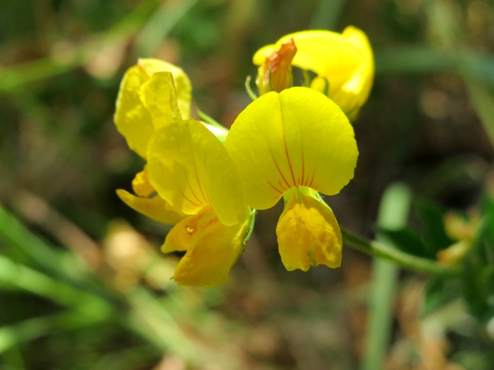 20140613Lotus_corniculatus2