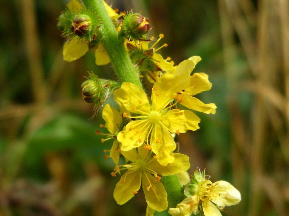 20140629Agrimonia_eupatoria2