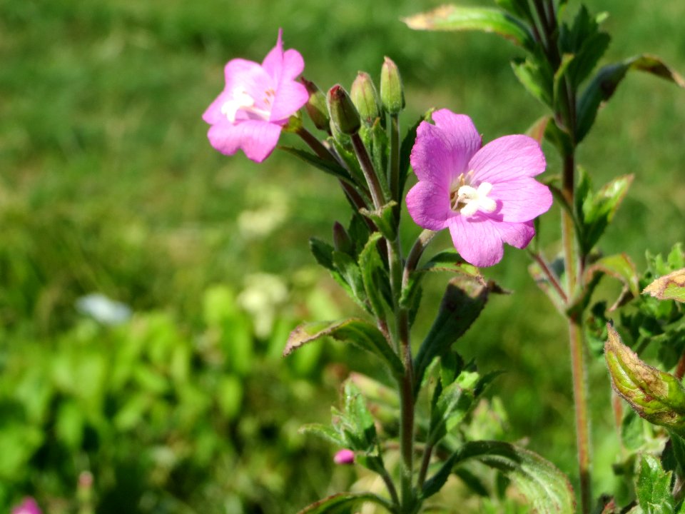 20140626Epilobium_hirsutum1