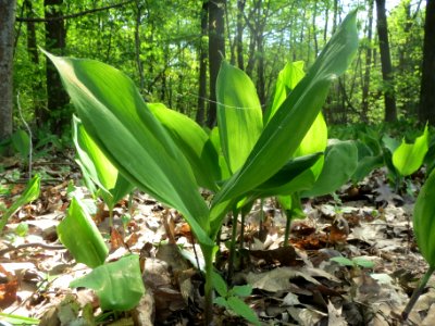 20140423Convallaria_majalis3