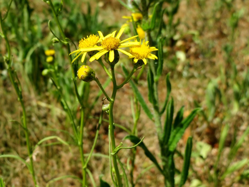 20140613Senecio_inaequidens