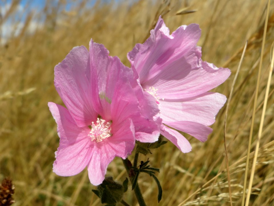 20140626Malva_alcea3
