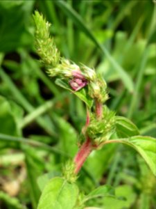 20140629Amaranthus_retroflexus
