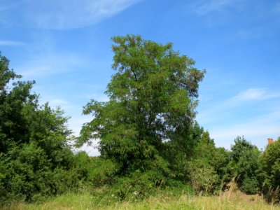 20140613Robinia_pseudoacacia1