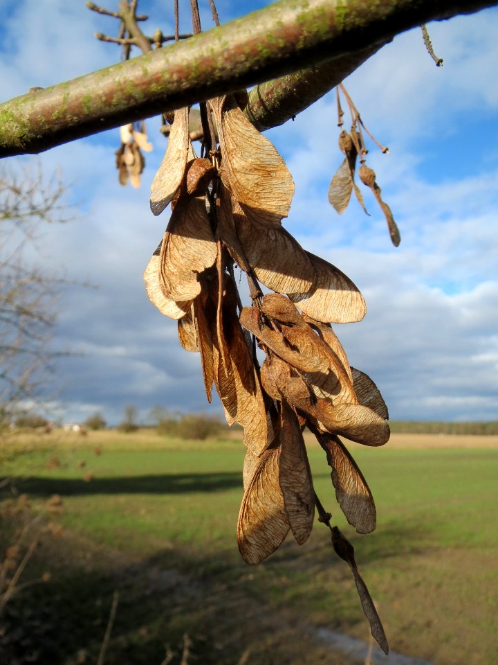 20140209Acer_pseudoplatanus1