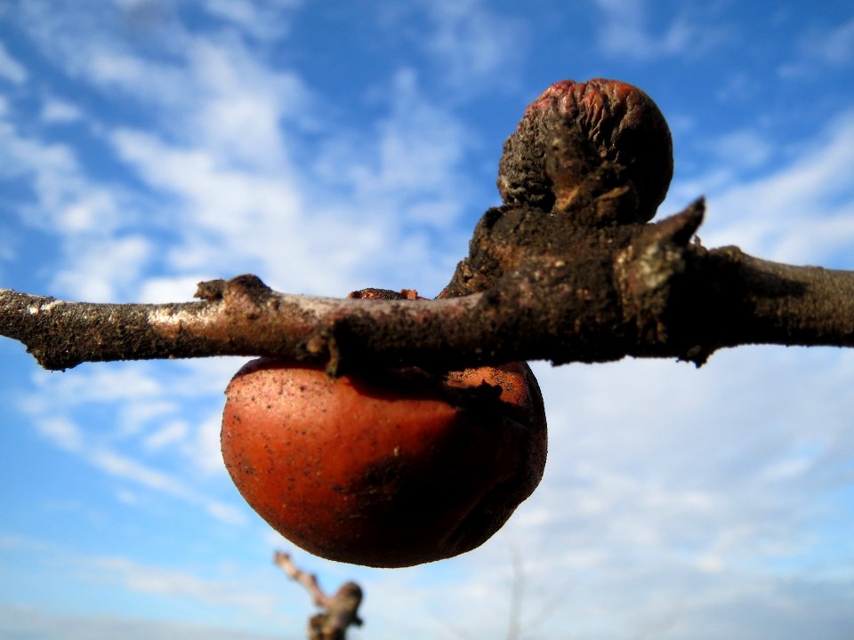 20140204Apfel_Neulussheim2
